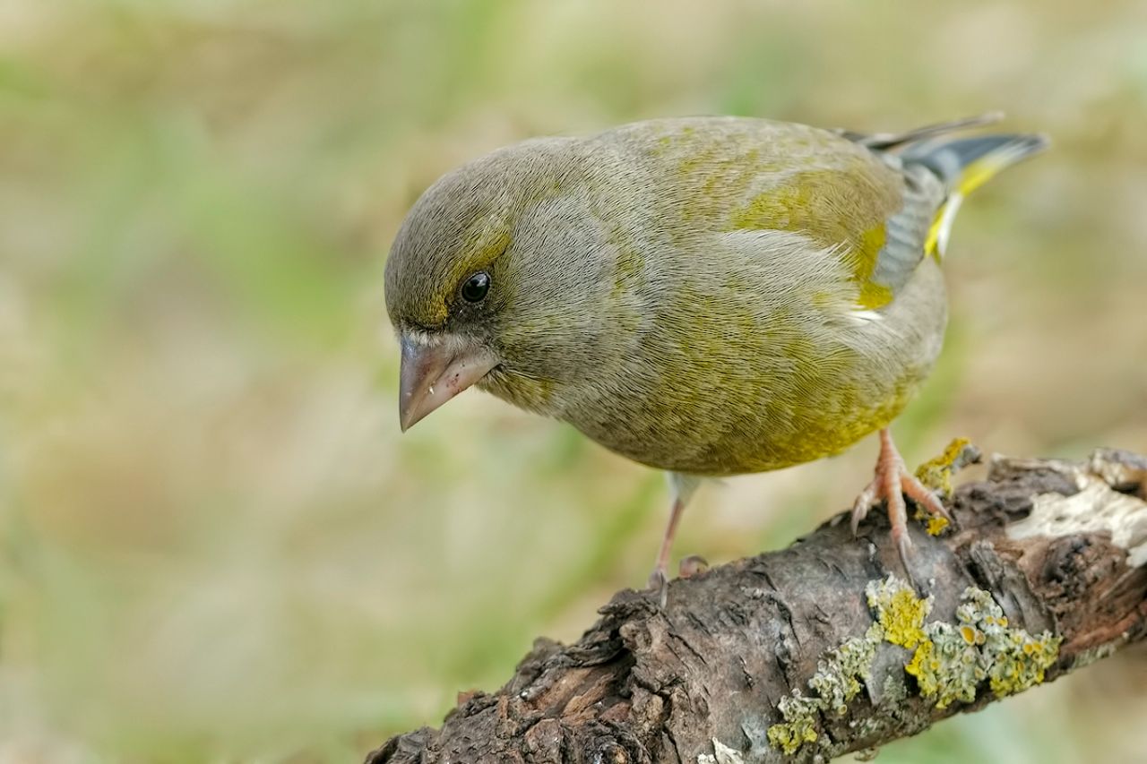 Verdone (Chloris chloris)